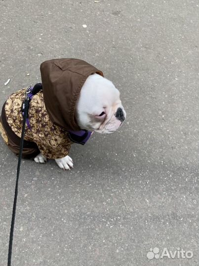 Одежда для собак