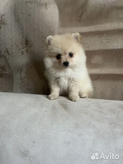 Мини девочка