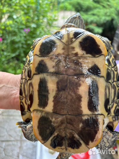 Красноухая черепаха бесплатно