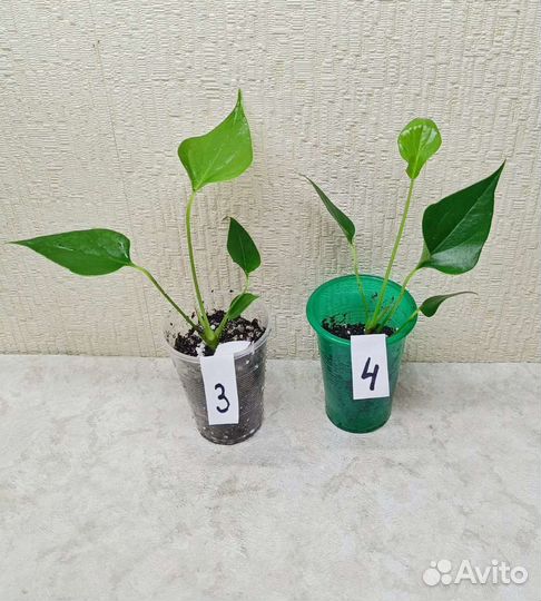 Антуриум красный