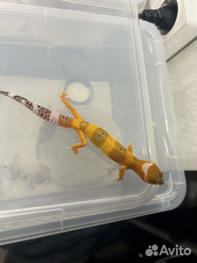 Ящерица эублефар малыши