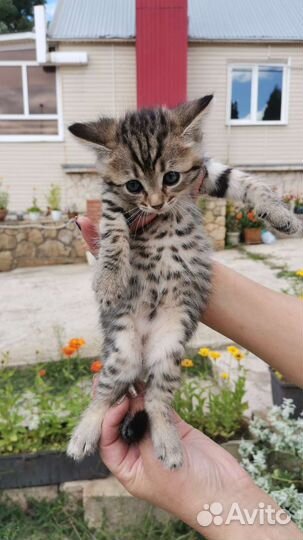 Продам котят