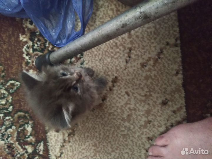 Отдам котят