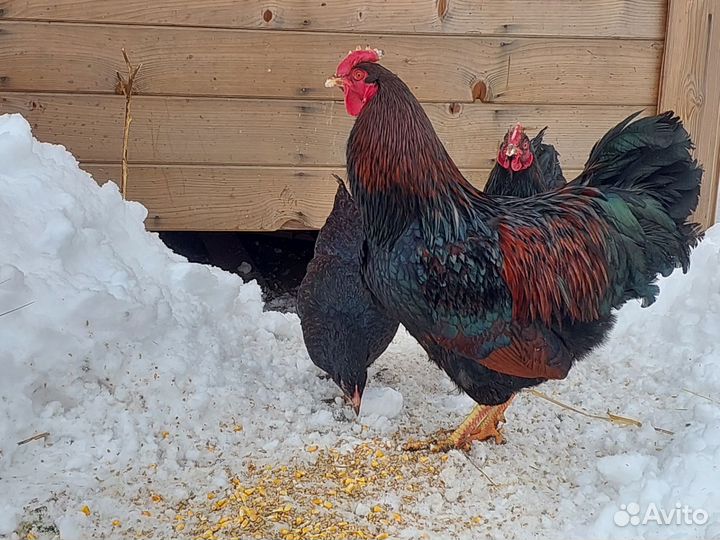 Инкубационное яйцо кур Барневельдер