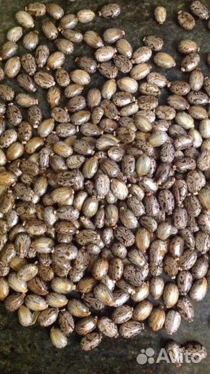 Клещевина темно-красная однолетняя семена