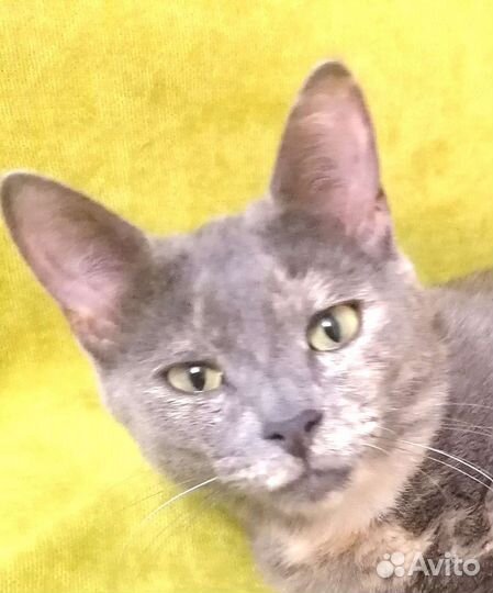 Кошки в добрые руки