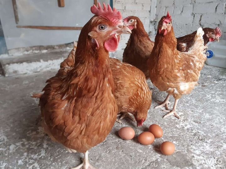 Куры молодки