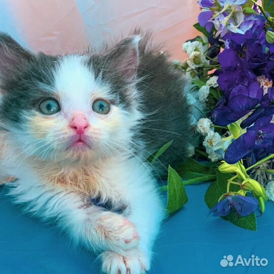 Отдам котенка в добрые руки