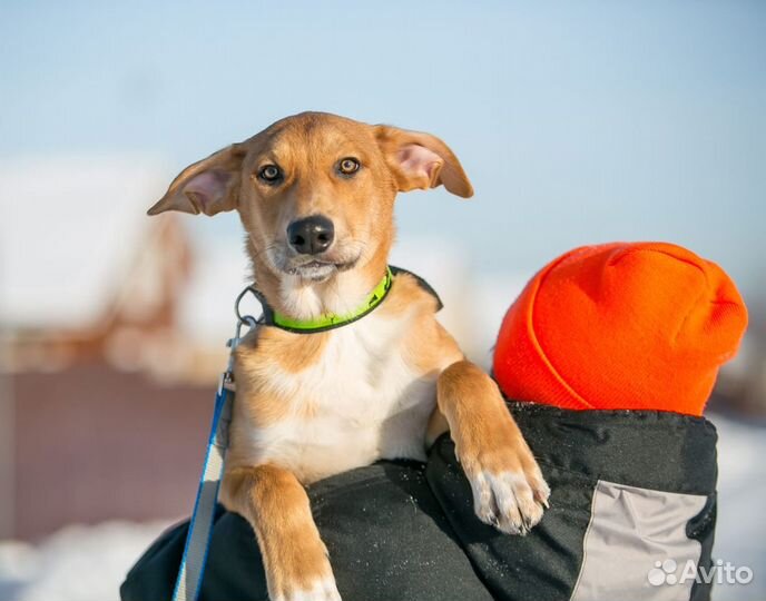 Собака в дар в добрые руки