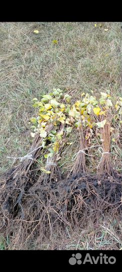 Сеянцы березы