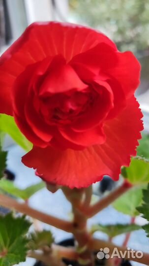 Бегония цветущая