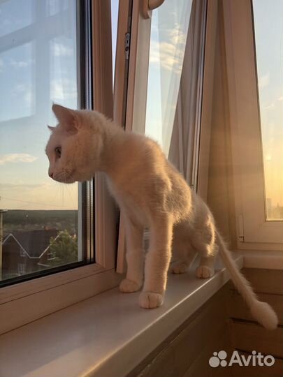 Передержка кошек, котоняня