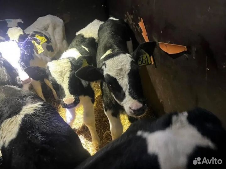 Телята бычки