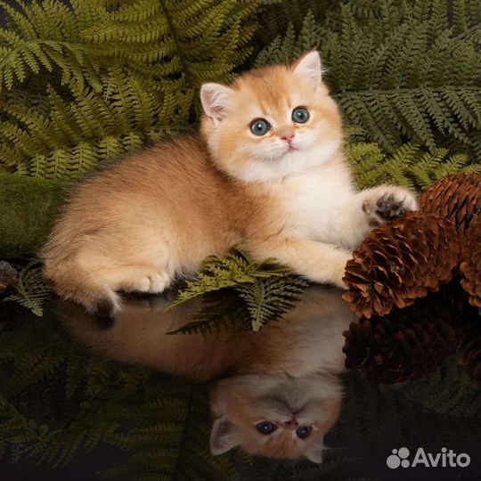 Котята британские золотые