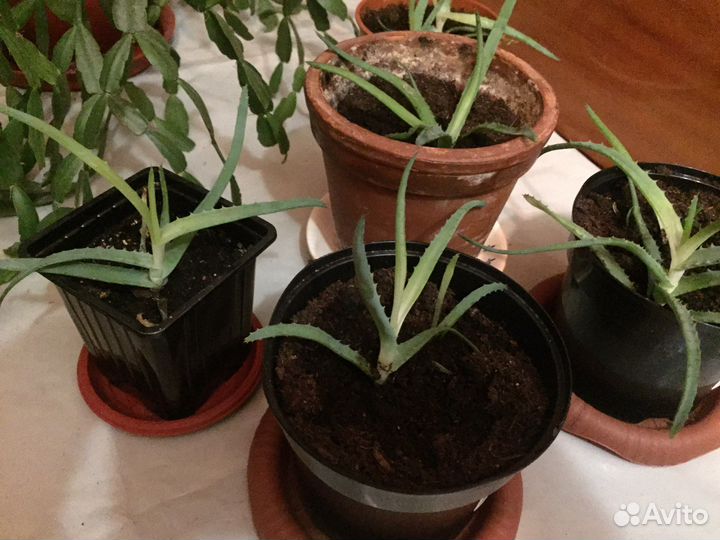 Растения Алоэ