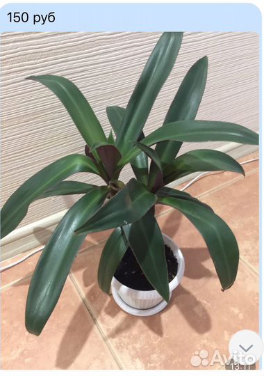 Традесканция рео