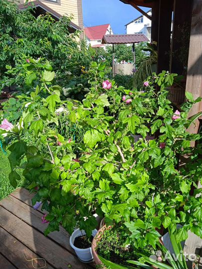 Гибискус садовый