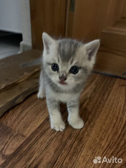 Котята британские шиншиллы