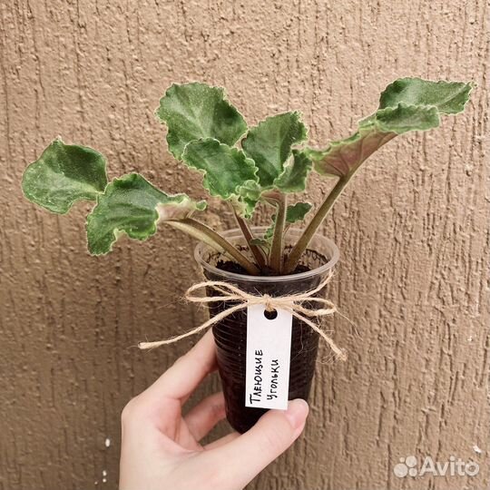 Фиалка ек-Тлеющие угольки