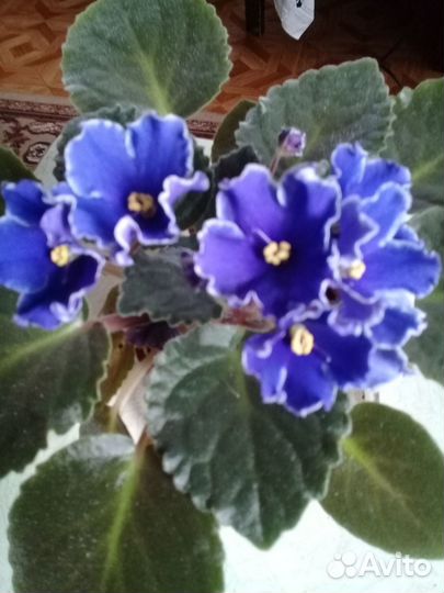 Фиалка голубая с белой каёмочкой