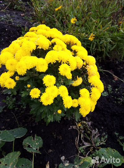 Хризантема