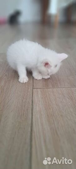 Котята турецкой ангоры