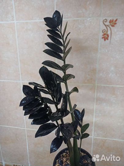 Замиокулькас черный равен