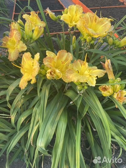 Лилейники сортовые