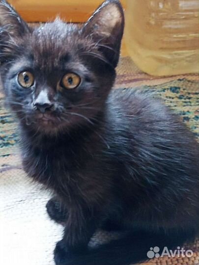 Кошка в дар бесплатно