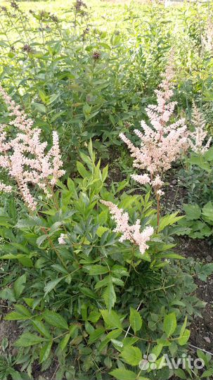 Астильба розовая