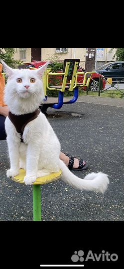 Продажа котят