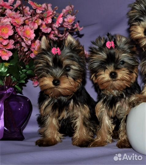 Щенки Йорка РКФ