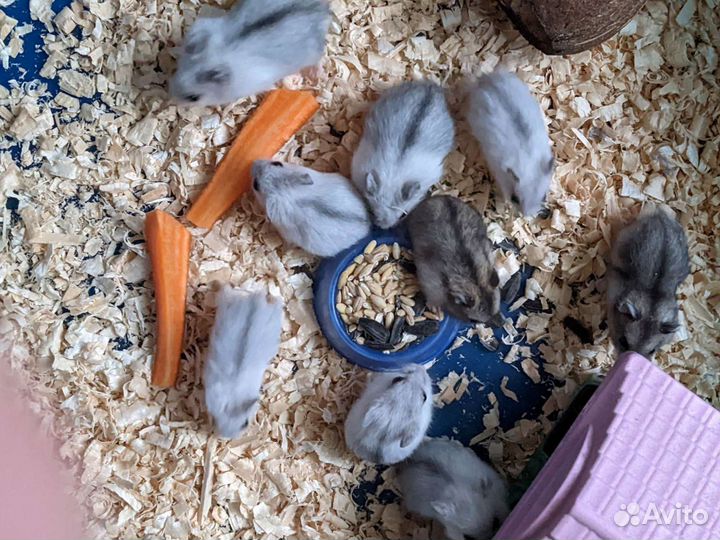 Джунгарский хомяк