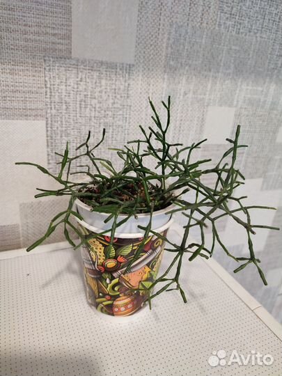 Молочай тирукалли, хатиора