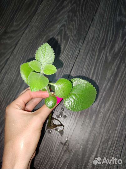 Плектрантус Ароматный (комнатная мята) бесплатно