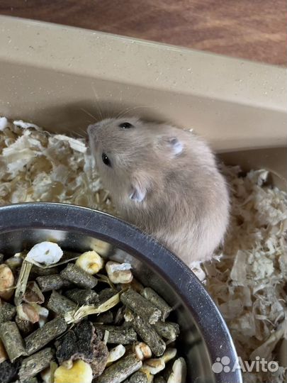 Джунгарский хомяк