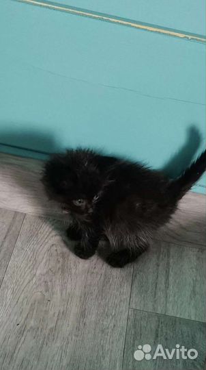 Котята счастья