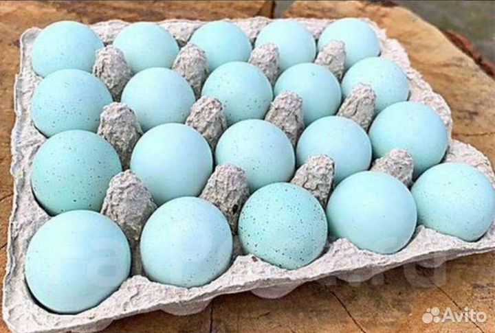 Перепел Селадон