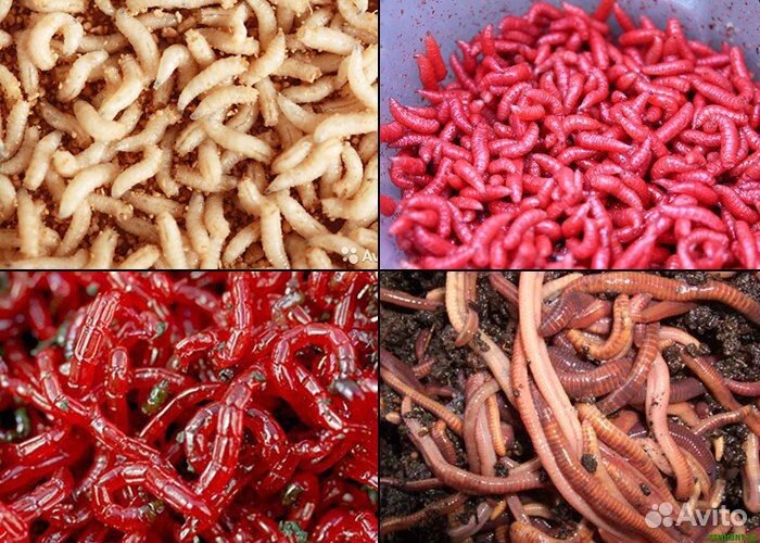 Червь, опарыш