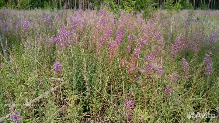 Корни и саженцы Кипрея / Иван-чая