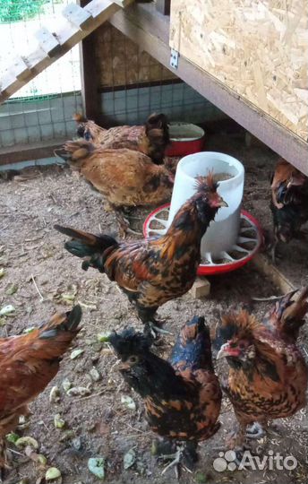 Куры молодки