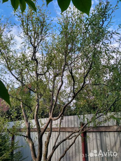 Ива Извилистая