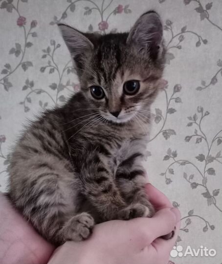 Котенок девочка бесплатно