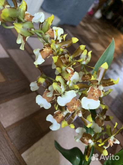 Орхидея онцидиум