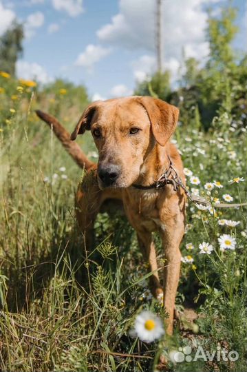 Роскошный пёс в добрые руки