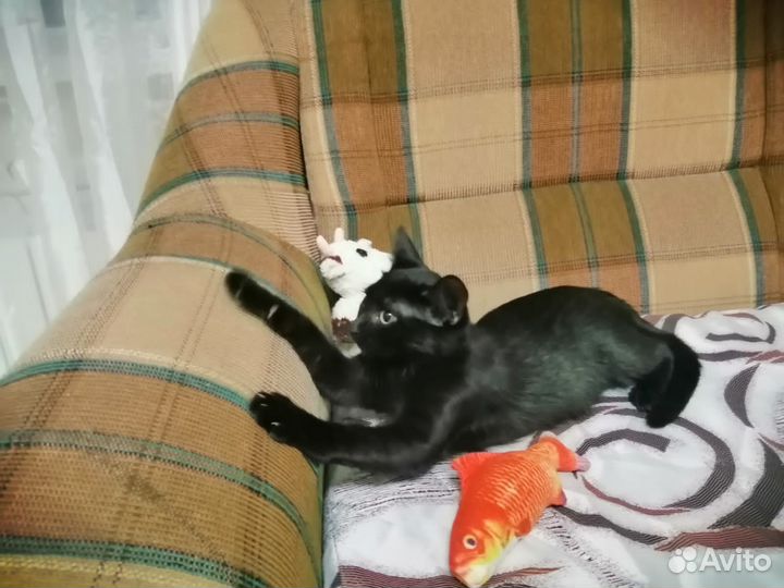 Кошечка-черничка