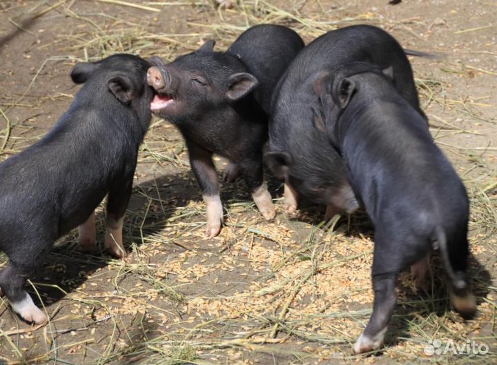 Сельхоз животные