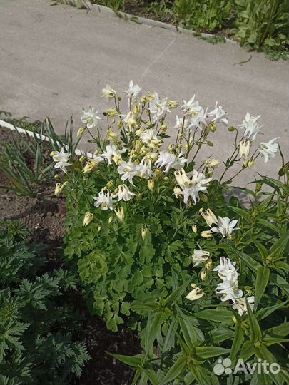 Цветы для сада