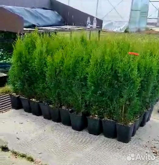 Туя смарагд