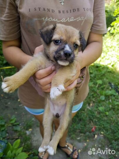 Маленькая собака в добрые руки бесплатно